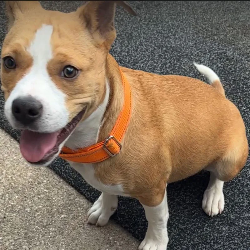 Galveston thumbnail 4