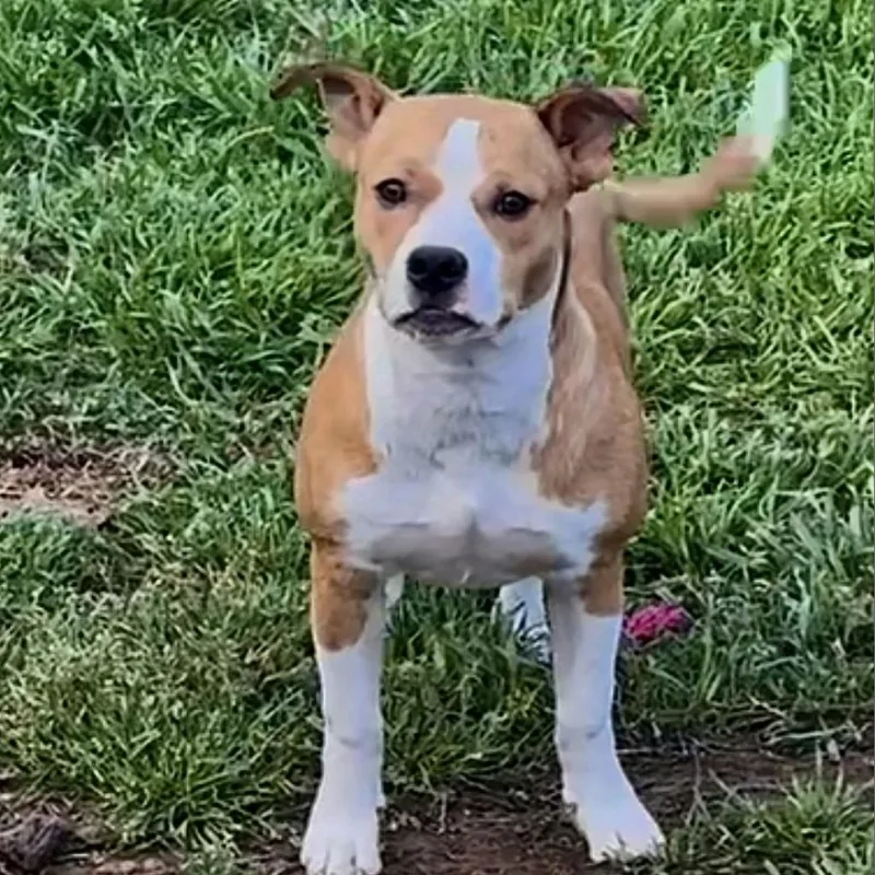 Galveston thumbnail 5