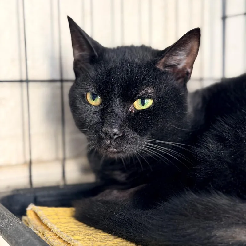 An adult medium-sized male Black Domestic Short Hair cat named Lucifer for adoption in Huntington, WV