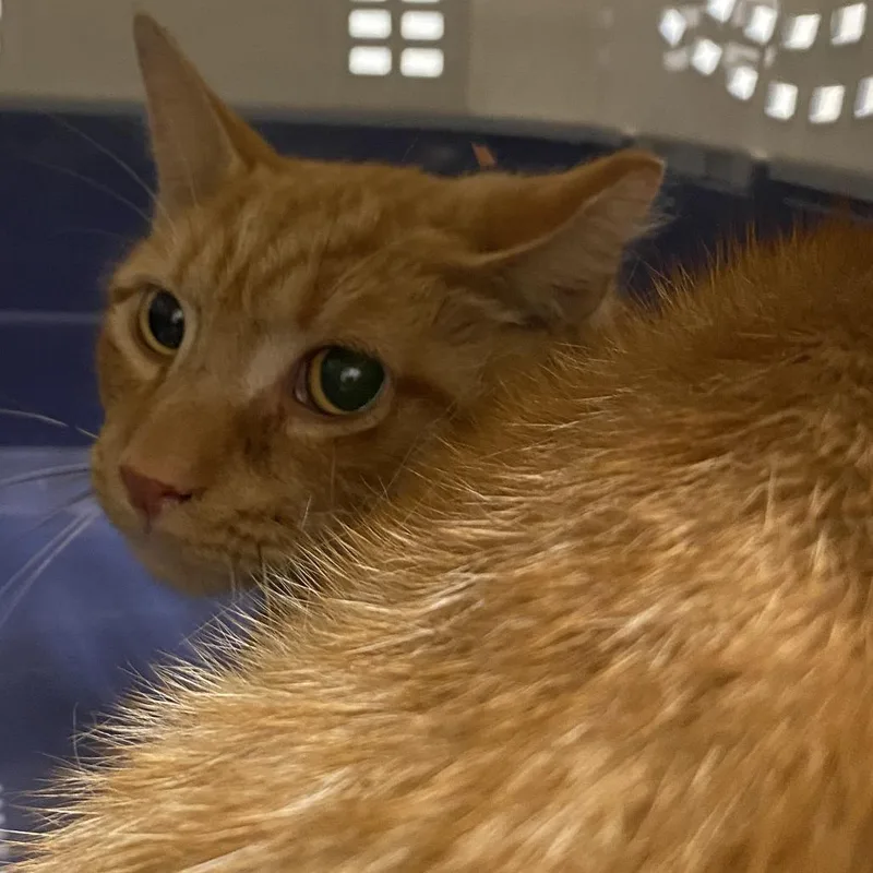 An adult medium-sized male White Domestic Short Hair cat named 71596 for adoption in Harrisonburg, VA