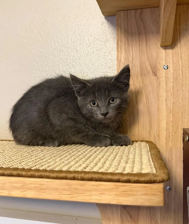 A young medium-sized male Gray / Blue / Silver Domestic Short Hair cat named Monty for adoption in Coralville, IA