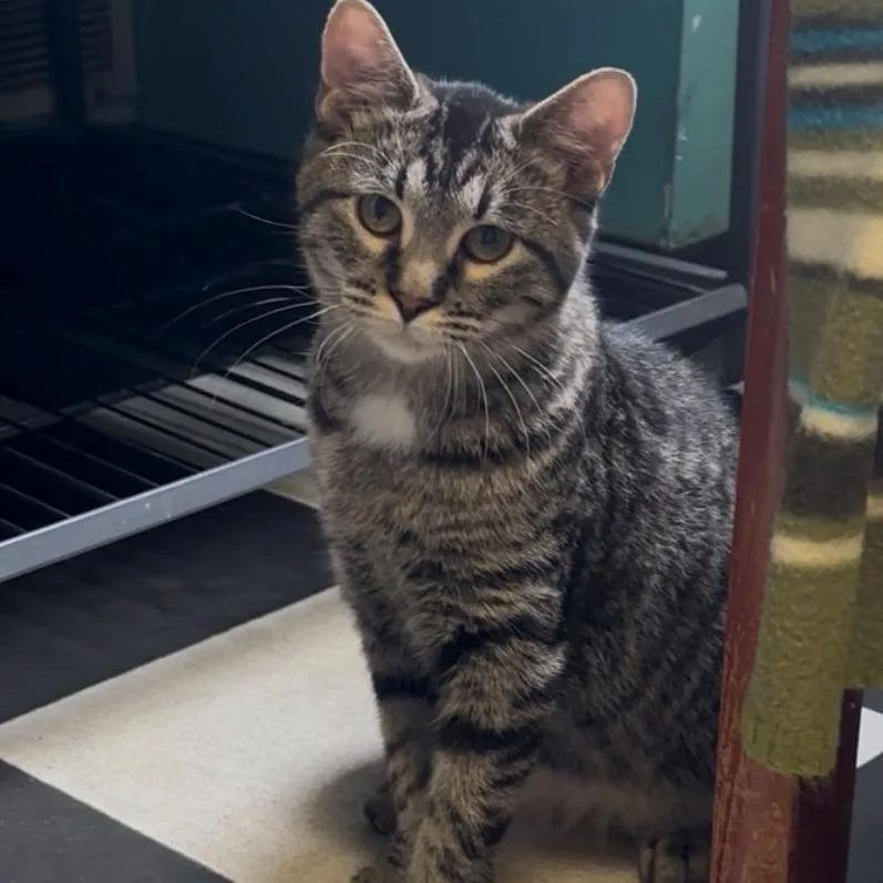 A young small-sized female Brown / Chocolate Domestic Short Hair cat named Bindy for adoption in Monticello, IL