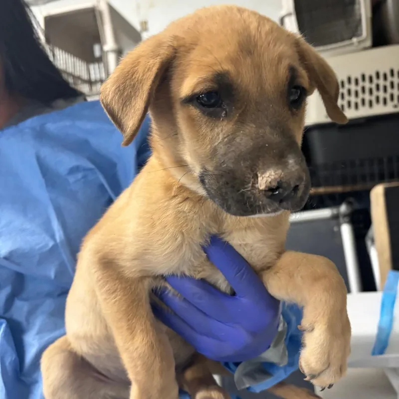 A baby small-sized male Yellow / Tan / Blond / Fawn Mixed Breed dog named Marriott for adoption in Moab, UT