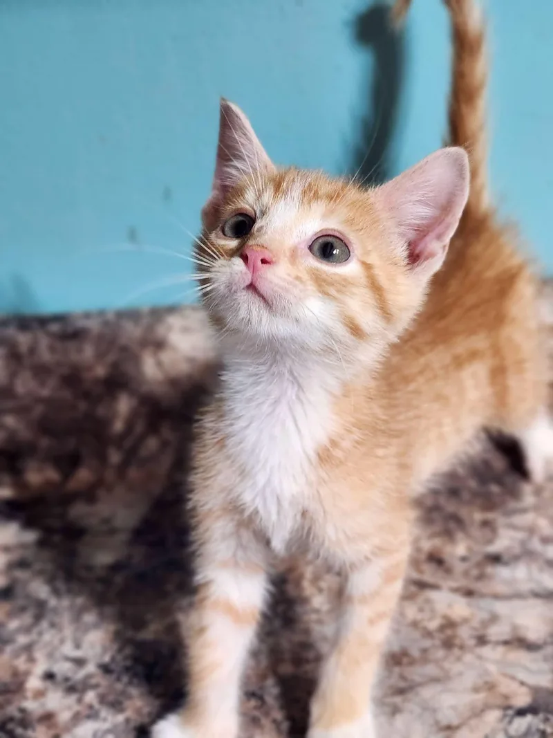 A baby medium-sized male Orange & White Domestic Short Hair cat named Garnier for adoption in Cosby, TN