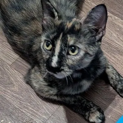 An adult medium-sized female Tortoiseshell Domestic Short Hair cat named Emma for adoption in Owatonna, MN