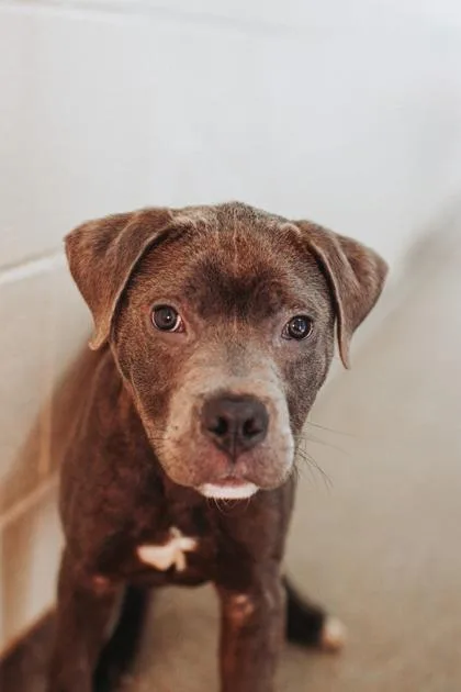 A young small-sized male American Staffordshire Terrier dog named A Boss Dog for adoption in North Charleston, SC