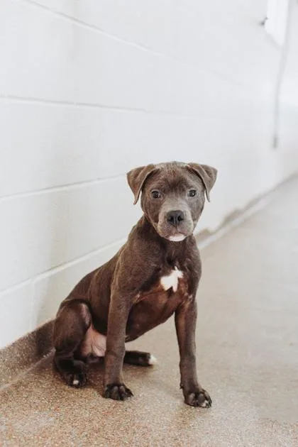 A Boss Dog thumbnail 2