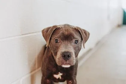 A Boss Dog thumbnail 3