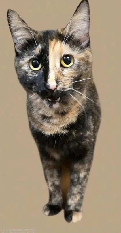 An adult small-sized female Domestic Short Hair cat named Hazelnut for adoption in Phoenix, AZ