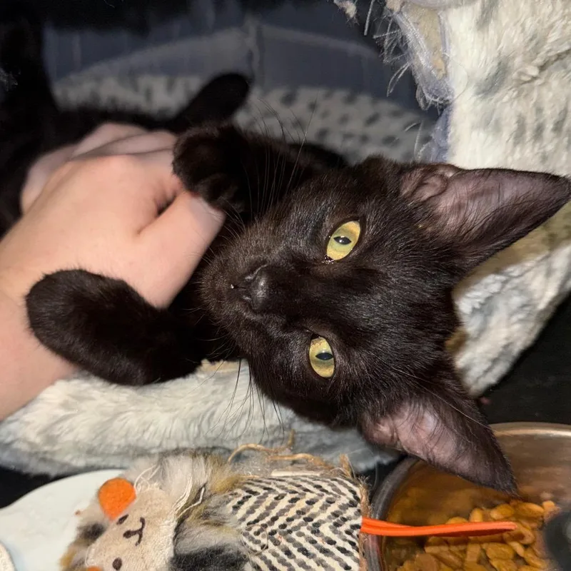 A baby small-sized male Black Domestic Short Hair cat named Crumpet for adoption in Jacksonville, FL