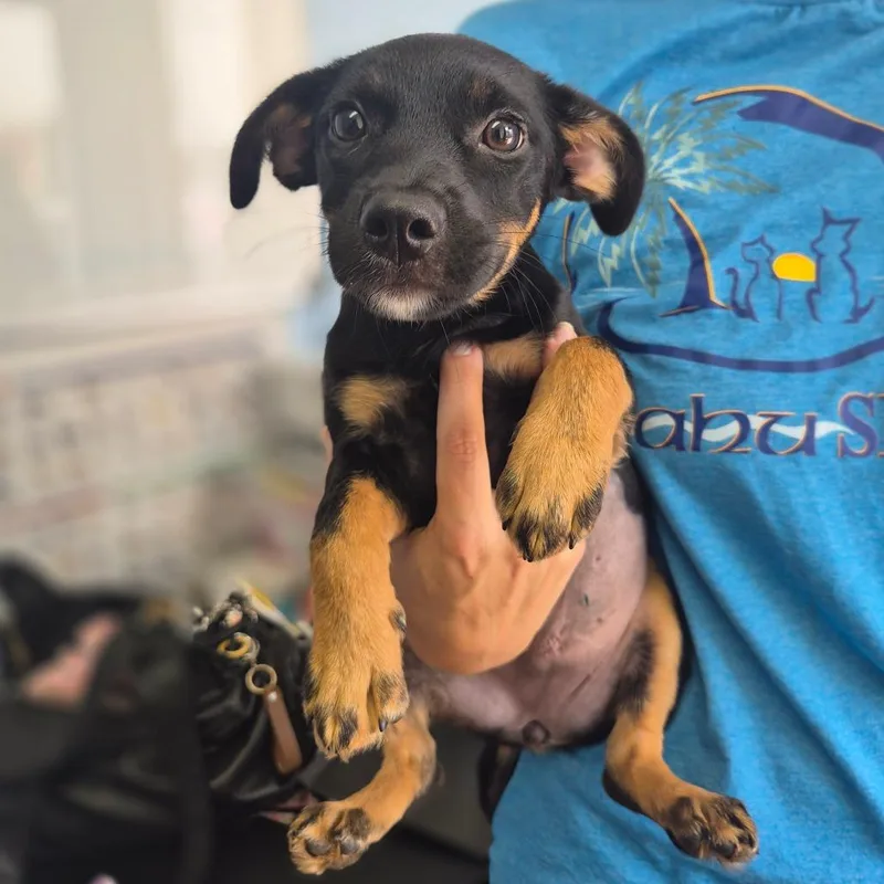 A baby medium-sized female Black Shepherd dog named Sheva for adoption in Wahiawa, HI