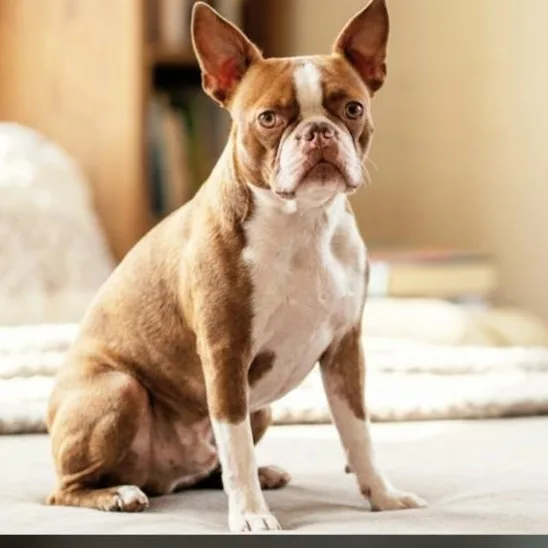 A young small-sized male White / Cream Boston Terrier dog named Rocky for adoption in Athens, AL