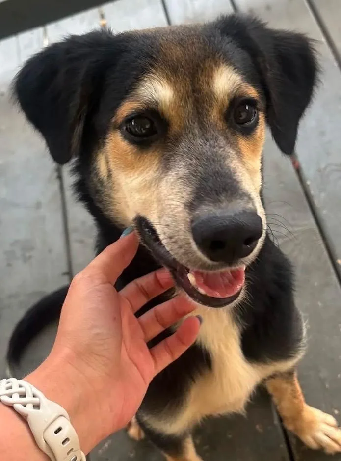 A baby small-sized female Hound dog named Koko for adoption in Elizabethton, TN