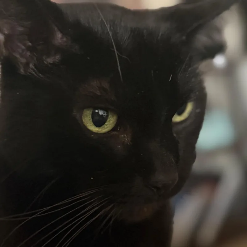 A senior large-sized male Black Domestic Short Hair cat named Knight for adoption in Reno, NV