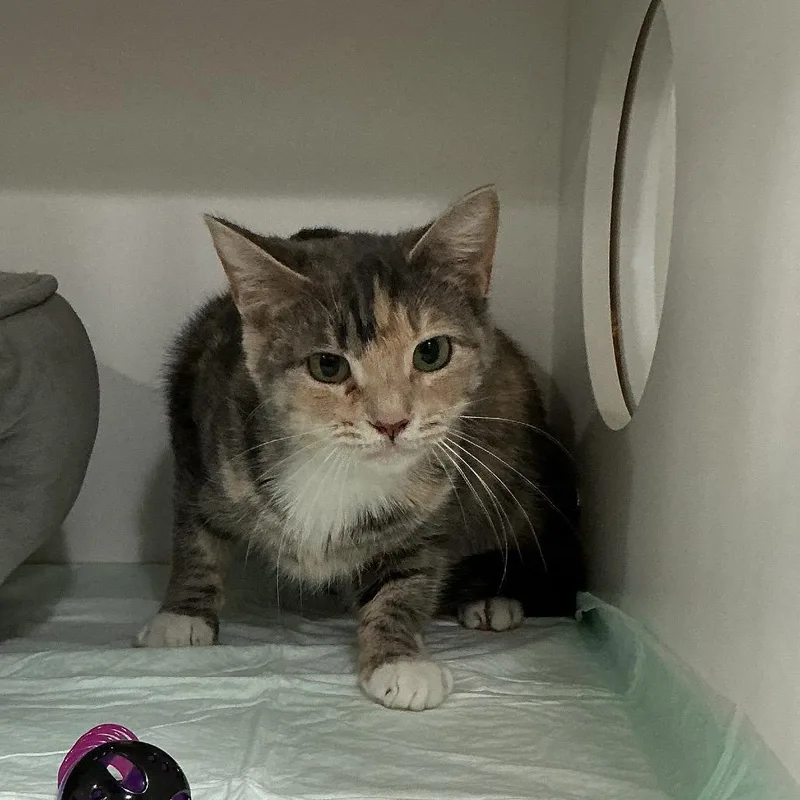 An adult small-sized female Calico Domestic Short Hair cat named Cherry for adoption in Elizabeth City, NC