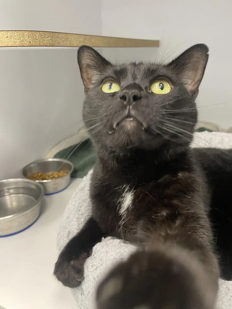 An adult large-sized male Black Domestic Short Hair cat named Black Sabbath for adoption in Trenton, ME
