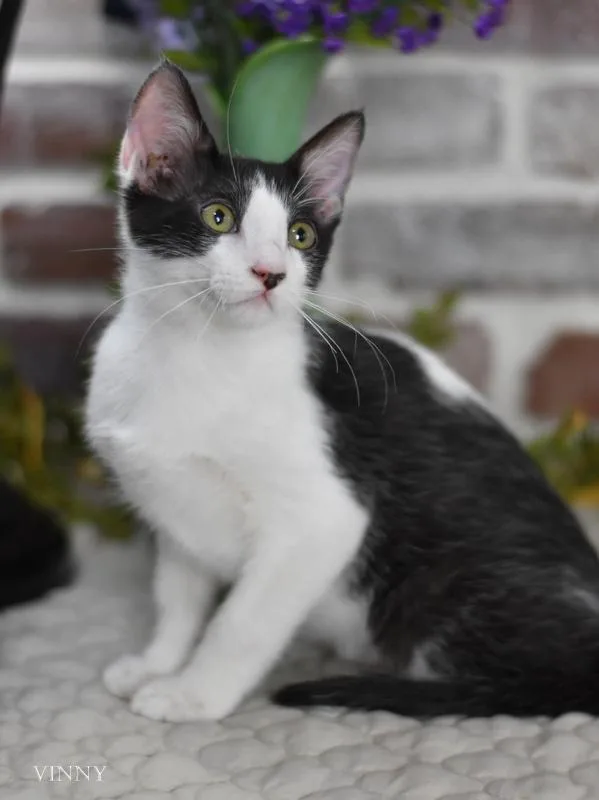 A baby medium-sized male Domestic Short Hair cat named Vinny for adoption in Conroe, TX