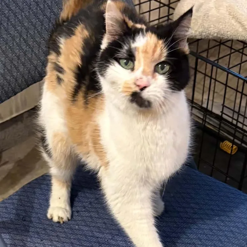 A senior medium-sized female Calico Domestic Short Hair cat named Muffin for adoption in Huntington, WV