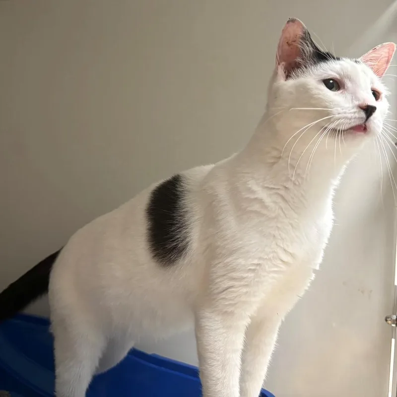 An adult medium-sized female White Domestic Short Hair cat named Snowflake for adoption in East Hanover, NJ