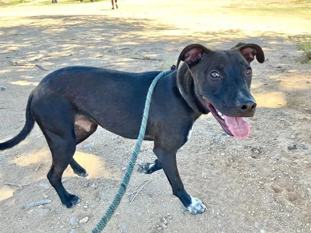 A young small-sized male Pit Bull Terrier dog named Chaco for adoption in Albuquerque, NM
