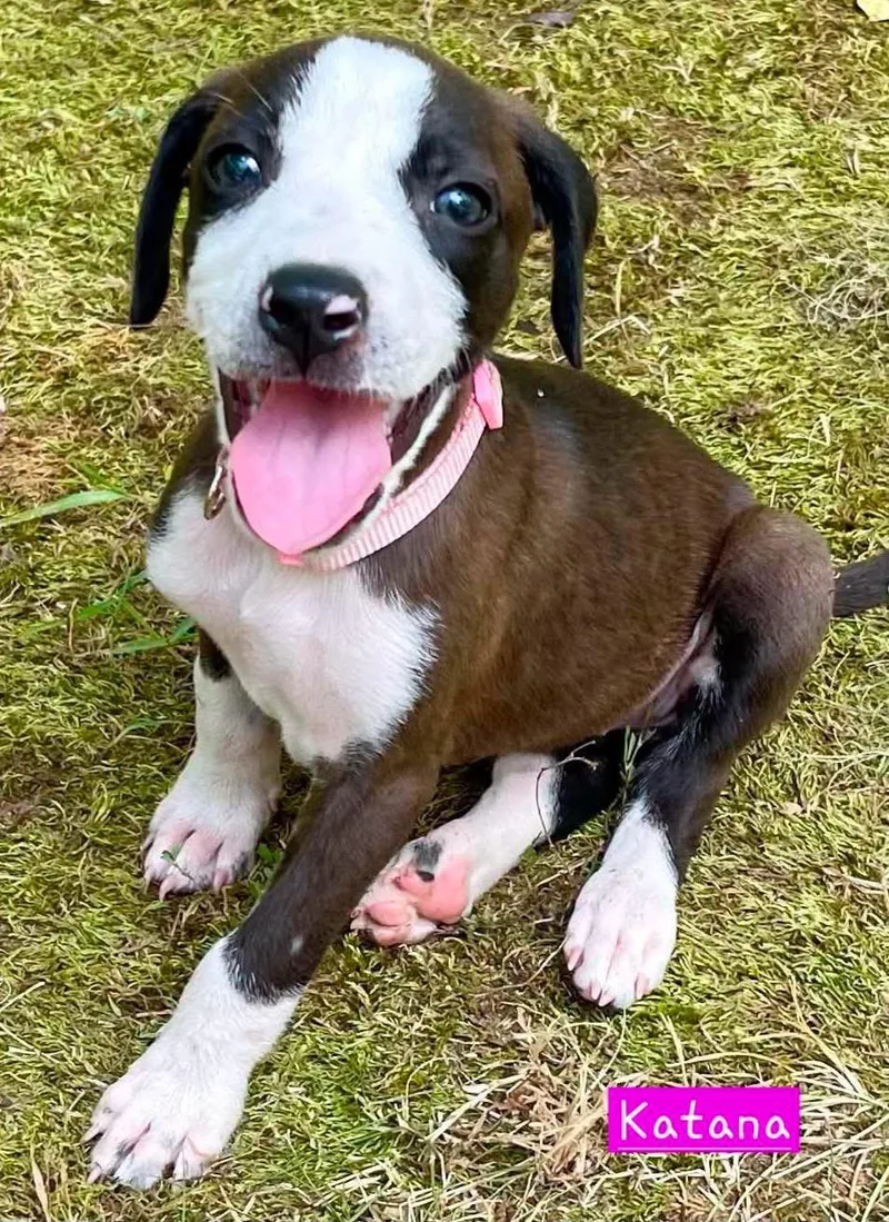 A baby medium-sized female Catahoula Leopard Dog dog named Katana for adoption in Alexander, AR