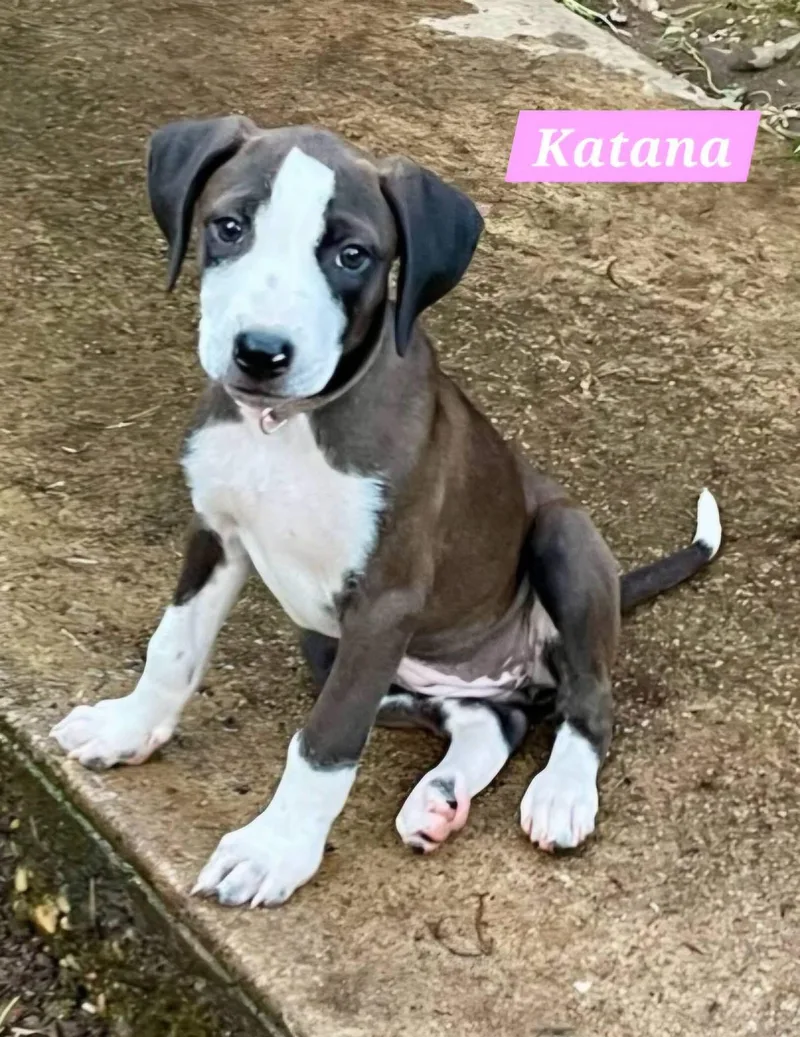 Katana thumbnail 2