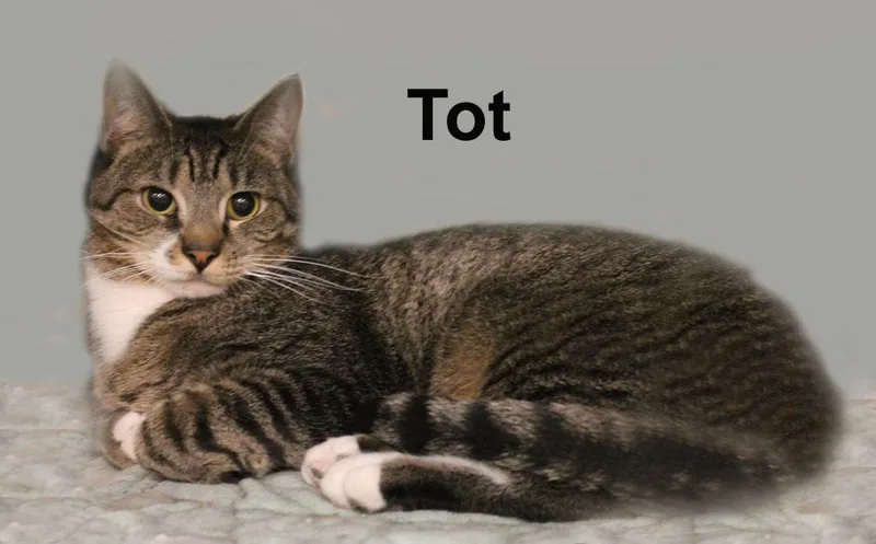 An adult medium-sized male Black Domestic Short Hair cat named Hobbs And Tot Fuh.gran. for adoption in Stowe, PA