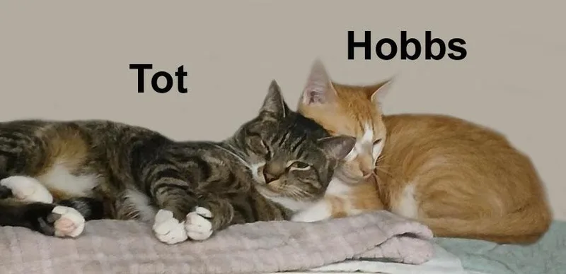 Hobbs And Tot Fuh.gran. thumbnail 5