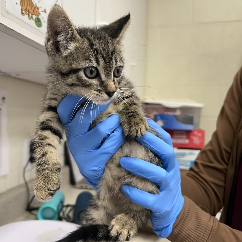 A baby small-sized male Brown / Chocolate Domestic Short Hair cat named Mr Potato for adoption in Bastrop, TX