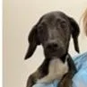 A baby medium-sized male Black Labrador Retriever dog named Larry for adoption in Tampa, FL