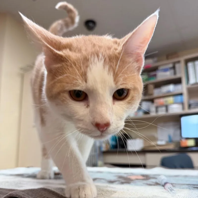 A young large-sized male Orange / Red Domestic Short Hair cat named Zack w Zeke  for adoption in Flagstaff, AZ