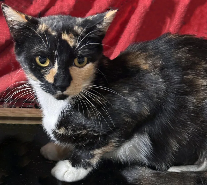 A young medium-sized female Calico cat named Rosie for adoption in Brooklyn, NY