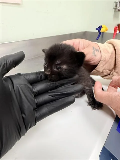A baby small-sized female Domestic Short Hair cat named Ella for adoption in Santa Cruz, CA