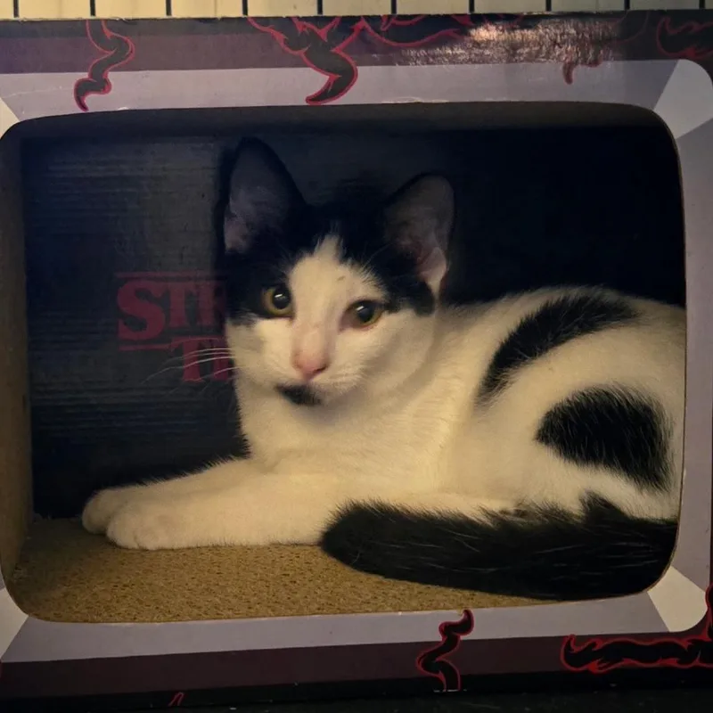A young small-sized male Black Domestic Short Hair cat named Angel for adoption in Tulsa, OK