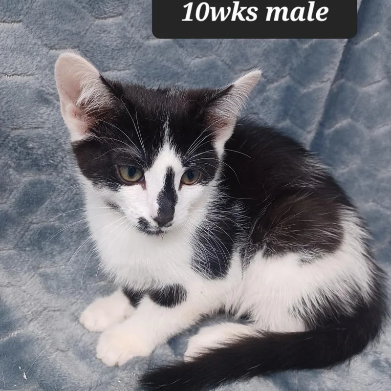 A baby small-sized male Domestic Short Hair cat named Beckett for adoption in New Tazewell, TN