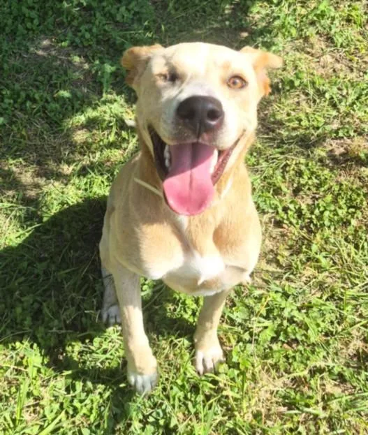A young medium-sized female Labrador Retriever dog named Sunny for adoption in Houston, TX