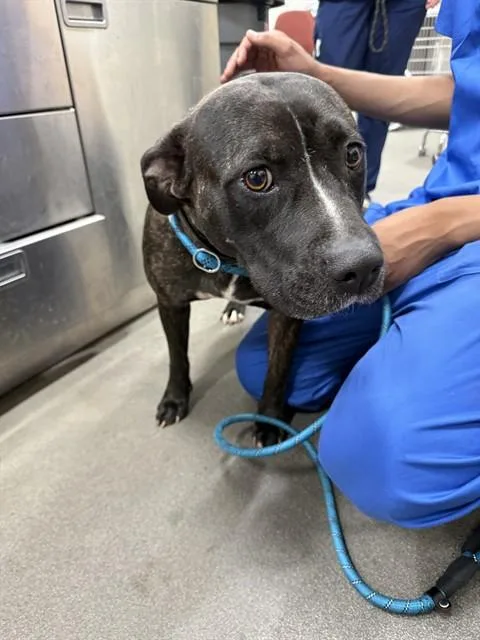 An adult large-sized female Pit Bull Terrier dog named Sasha for adoption in Upper Marlboro, MD