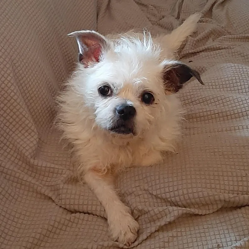 A senior small-sized female White / Cream Havanese dog named Lucy for adoption in Cincinnati, OH