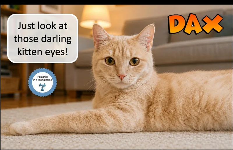 An adult medium-sized male Buff / Tan / Fawn Domestic Short Hair cat named Dax for adoption in Cincinnati, OH