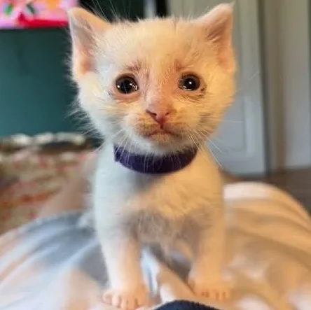 A baby medium-sized female White Domestic Short Hair cat named Victoria for adoption in Kentwood, MI