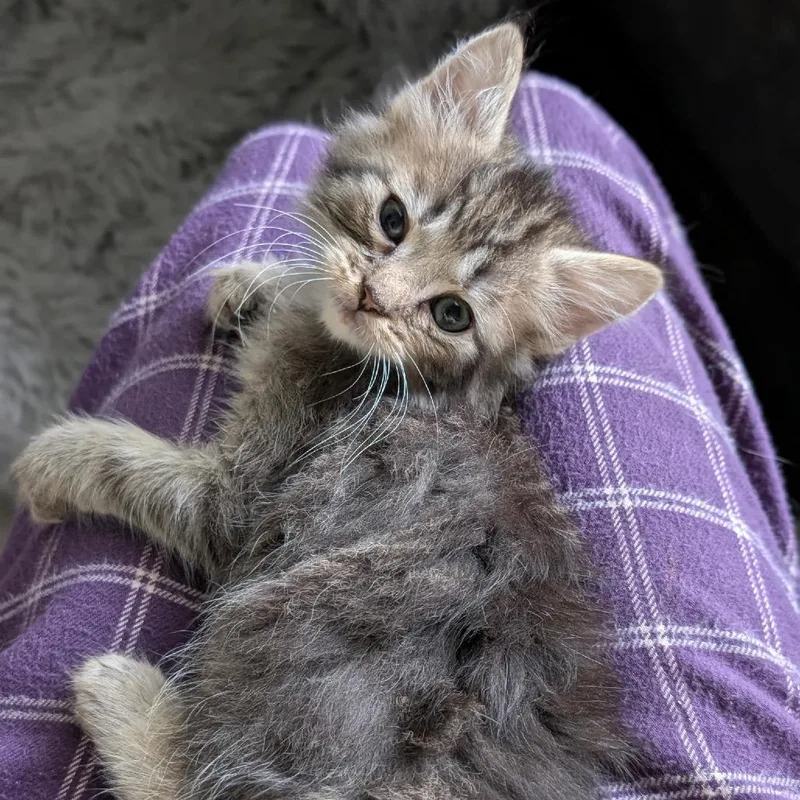 A baby small-sized male Brown / Chocolate Domestic Short Hair cat named Oakley for adoption in Raleigh, NC