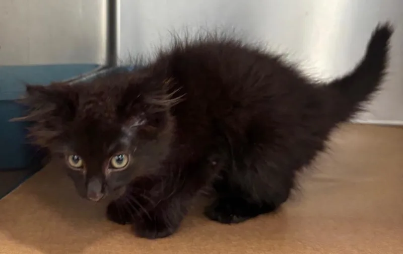 A baby small-sized male Domestic Short Hair cat named Turnip for adoption in Cartersville , GA