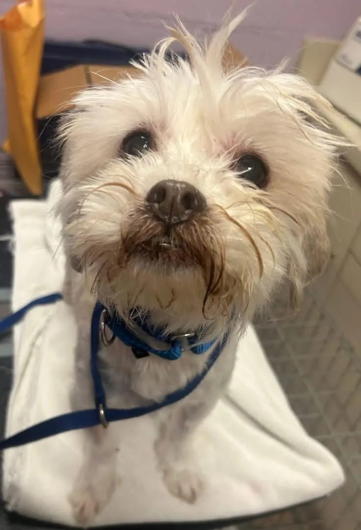 A senior small-sized male White / Cream Shih Tzu dog named Elvis for adoption in Oak Ridge, NJ