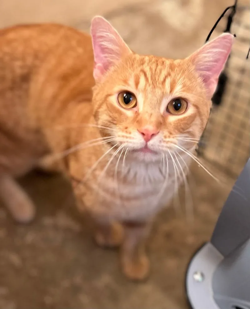 Kemp Baby thumbnail 2