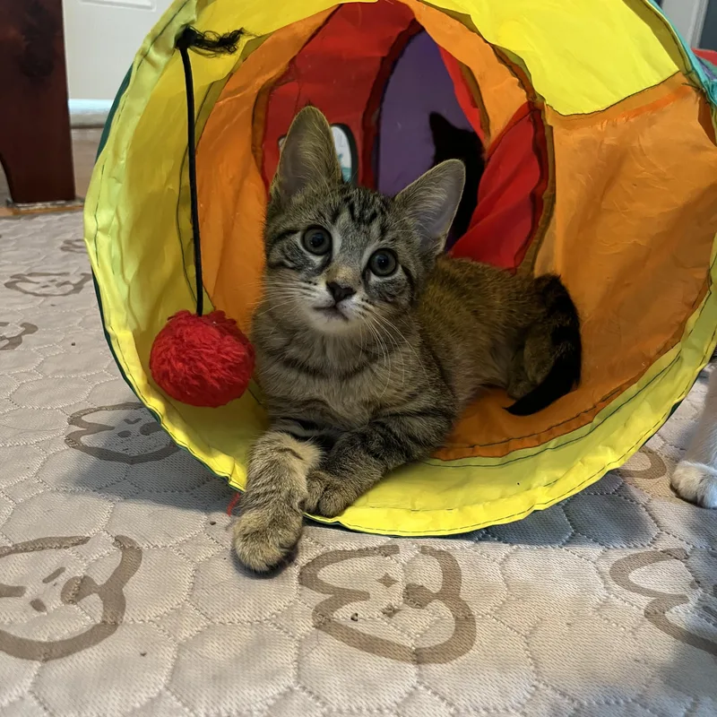 A baby medium-sized female Domestic Short Hair cat named Rumi for adoption in Honeoye, NY