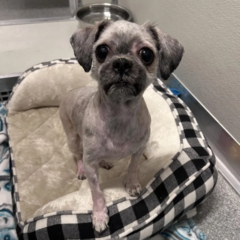 An adult small-sized female Gray / Blue / Silver Shih Tzu dog named Queenie for adoption in Hinsdale, IL