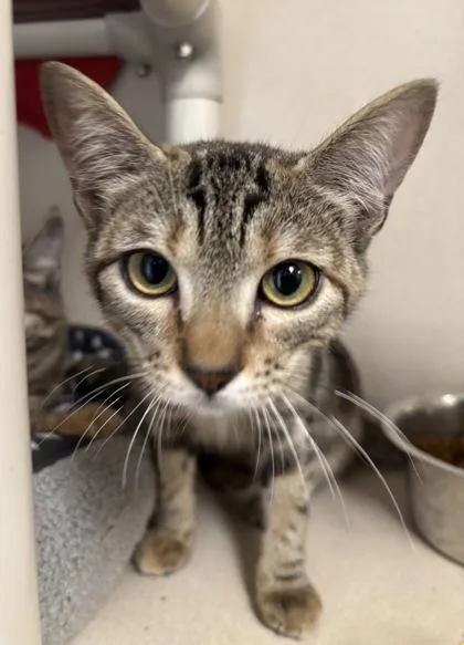 A baby medium-sized female Domestic Short Hair cat named Marble  I AM for adoption in East Brookfield, MA