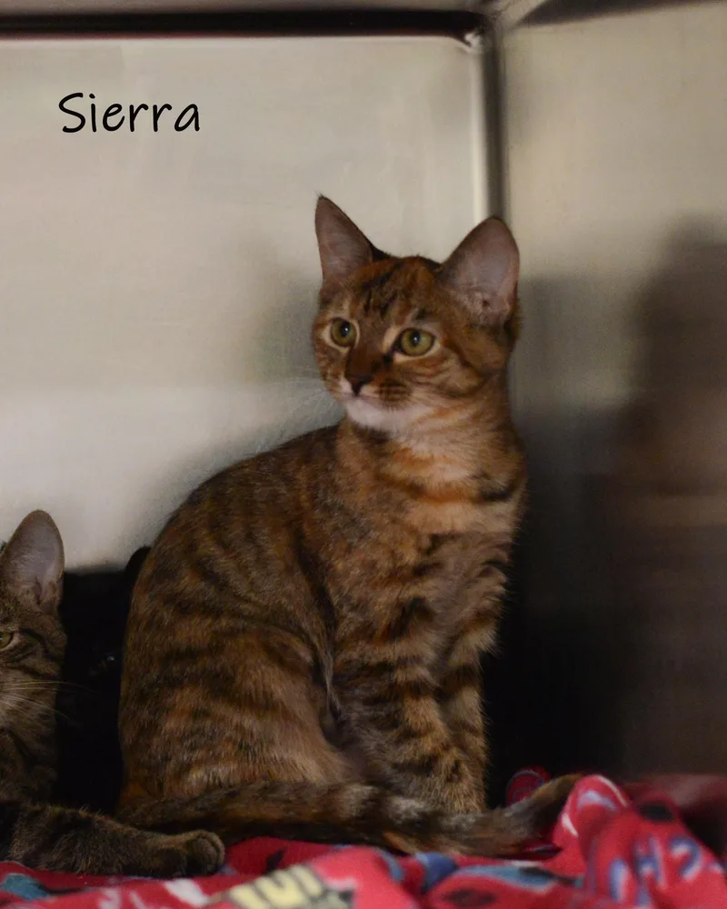 A baby small-sized female Tabby (Orange / Red) Domestic Short Hair cat named Sierra for adoption in Bishop, GA