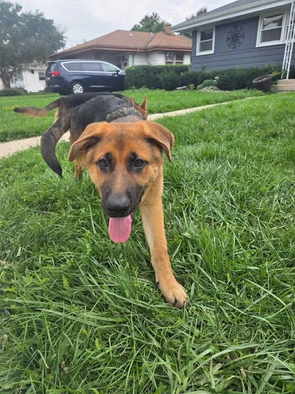 A baby large-sized male Black German Shepherd Dog dog named Whiskey for adoption in New Rochelle, NY
