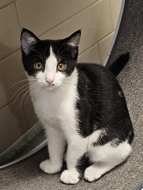 A baby medium-sized male Black & White / Tuxedo Domestic Short Hair cat named Rustin for adoption in Clyde, NC